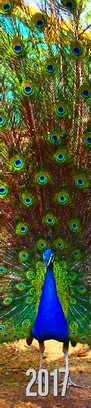 http://www.meinbildkalender.de/user/0/2/0/8/6/7/8/0/light_shop/h_1569130_0.jpg